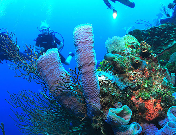 copy2scuba